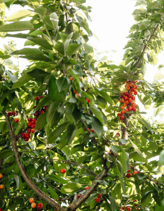 Гостевой дом Анна